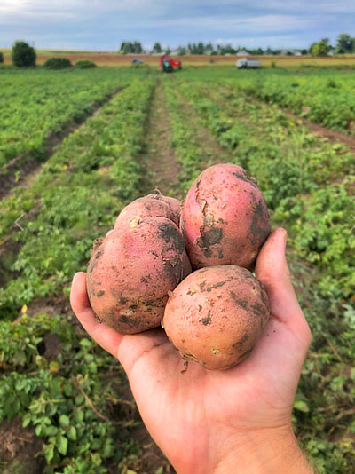 potato sale