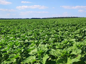Dobronravov AGRO APH Bryansk