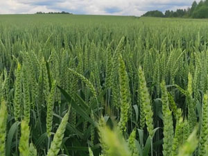 Dobronravov AGRO APH Bryansk
