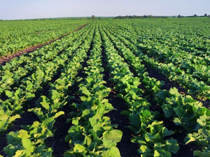 Dobronravov AGRO APH Bryansk