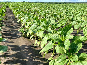 Dobronravov AGRO APH Bryansk