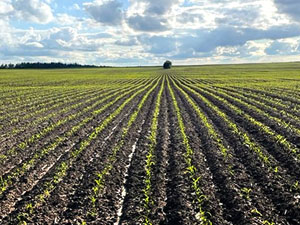 Dobronravov AGRO APH Bryansk