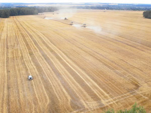 Grain harvest 2019